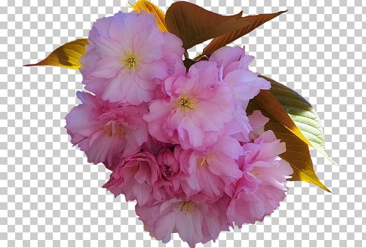 Cherry Blossom Pink M ST.AU.150 MIN.V.UNC.NR AD Herbaceous Plant PNG, Clipart, Blossom, Branch, Branching, Cherry, Cherry Blossom Free PNG Download