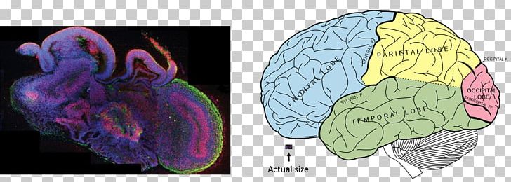 Lobes Of The Brain Frontal Lobe Human Brain Parietal Lobe PNG, Clipart, Anatomy, Cerebral Hemisphere, Cerebrum, Fictional Character, Frontal Lobe Free PNG Download