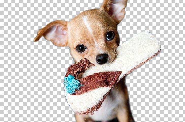 Chihuahua Puppy Miniature Pinscher Beagle Pet PNG, Clipart, Animal, Animals, Audit, Beagle, Carnivoran Free PNG Download