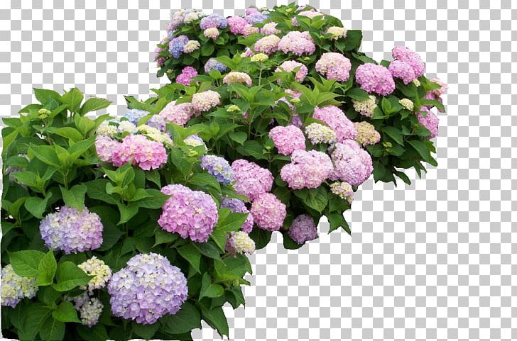 French Hydrangea Hydrangea Arborescens Oakleaf Hydrangea Hydrangea Petiolaris Hydrangea Anomala PNG, Clipart, Annual Plant, Azalea, Cornales, Endless Summer, Flower Free PNG Download