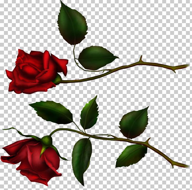Garden Roses Cabbage Rose Still Life: Pink Roses Flower PNG, Clipart, Artwork, Blue Rose, Branch, Bud, Cut Flowers Free PNG Download
