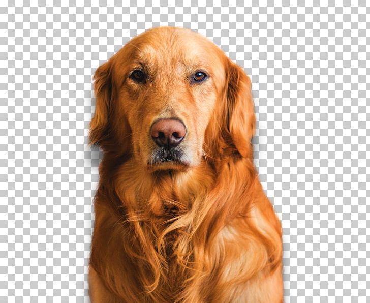 Golden Retriever Dale Mabry Animal Hospital Puppy Irish Setter Cat PNG, Clipart, Animals, Breed, Carnivoran, Companion Dog, Dale Free PNG Download