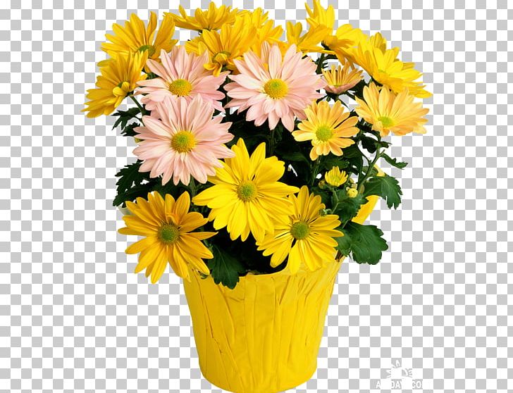Photography Blog PNG, Clipart, Annual Plant, Aster, Birthday, Camomile, Chrysanthemum Free PNG Download
