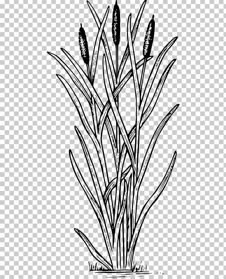 Pyrography Wood Tree Craft Pattern PNG, Clipart, Art, Black And White, Branch, Cattail, Commodity Free PNG Download