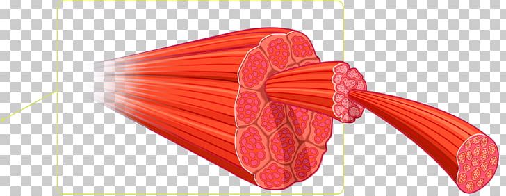 Skeletal Muscle Myocyte Strength Training Anatomy PNG, Clipart, Anatomy, Bodybuilding, Connective Tissue, Endomysium, Epimysium Free PNG Download