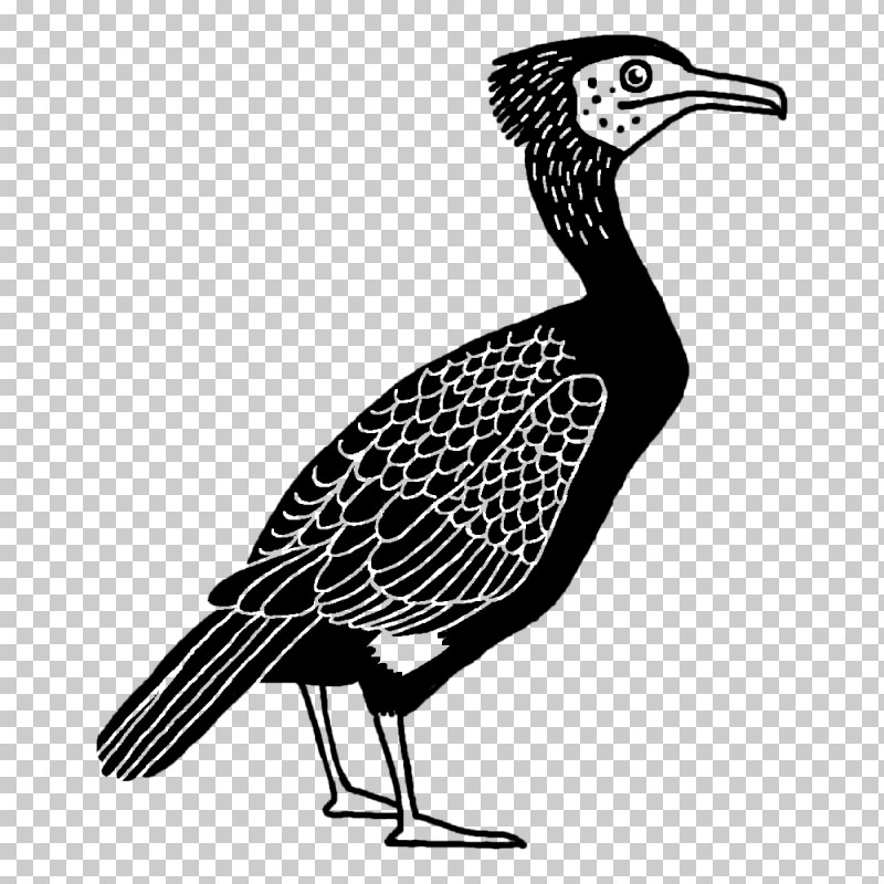 Feather PNG, Clipart, Beak, Biology, Birds, Duck, Ducks Free PNG Download