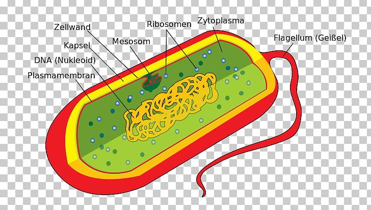 Bacterial Cell Structure Ribosome Prokaryote PNG, Clipart, Area, Bacteria, Bacterial Cell Structure, Biology, Cell Free PNG Download