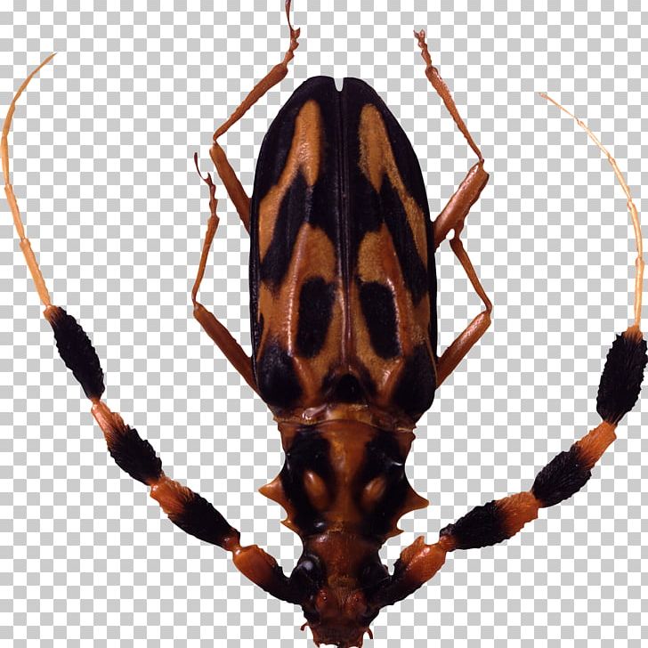 Insect Graphics Software PNG, Clipart, Arthropod, Bug, Bugs, Clipping Path, Computer Graphics Free PNG Download