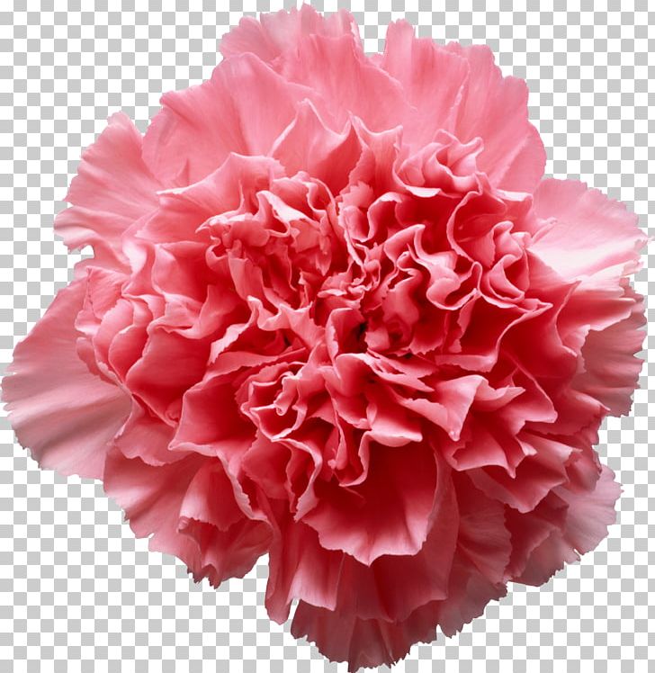 Pink Flowers Carnation PNG, Clipart, Carnation, Clip Art, Color, Cut Flowers, Dianthus Free PNG Download