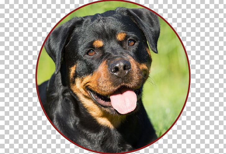 Rottweiler Labrador Retriever Pit Bull Puppy Siberian Husky PNG, Clipart, Animals, Attack Dog, Black Dog, Black Dog Syndrome, Breed Free PNG Download