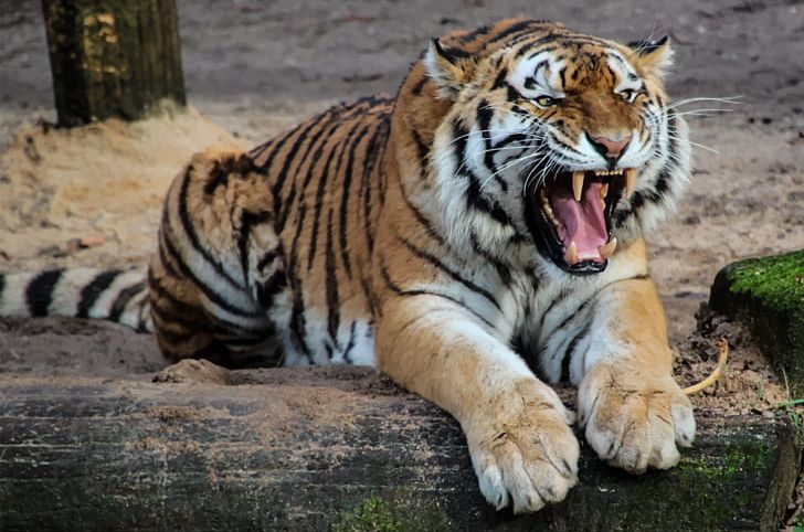 Sumatran Tiger Siberian Tiger Bengal Tiger Cat Felidae PNG, Clipart, Animal, Animals, Apex Predator, Bengal Tiger, Big Cat Free PNG Download