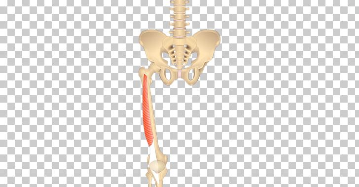 Vastus Lateralis Muscle Vastus Medialis Anatomy Origin PNG, Clipart, Anatomy, Bone, Human Body, Human Musculoskeletal System, Injection Free PNG Download