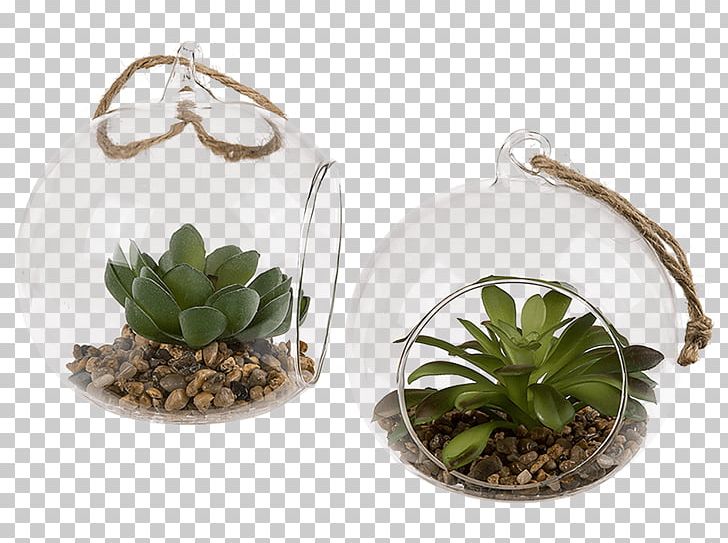 Crystal Ball Succulent Plant Glass Cactaceae Common Houseleek PNG, Clipart, Ball, Cactaceae, Cactus, Ceramic, Crystal Free PNG Download