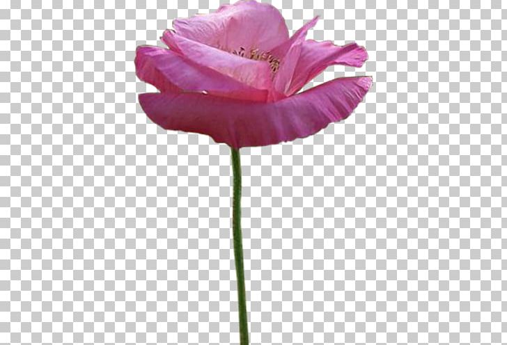 Flower Poppy Petal PNG, Clipart, Advertising, Cut Flowers, Flower, Flowering Plant, Herbaceous Plant Free PNG Download