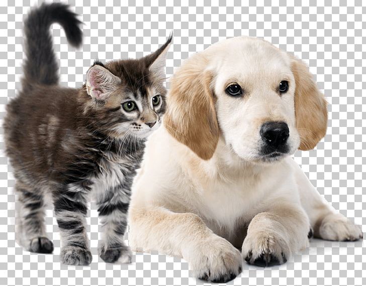 Golden Retriever Puppy Cat Whiskers Dog Breed PNG, Clipart, Animal, Animals, Carnivoran, Cat, Cat Like Mammal Free PNG Download