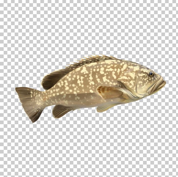 White Grouper Fish Species 0 PNG, Clipart, 2016, Cherne Altovise, Diplodus Vulgaris, Fish, Grouper Free PNG Download