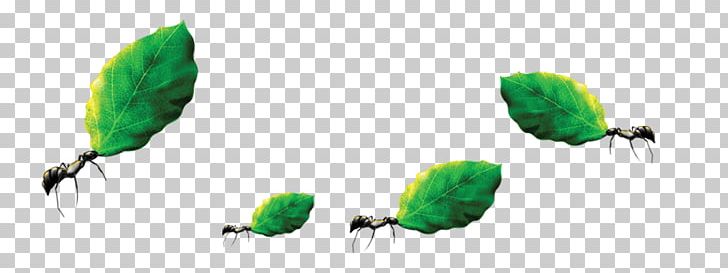 Ant Labor Computer File PNG, Clipart, Ant, Ants, Arbeit, Autumn Leaves, Banana Leaves Free PNG Download