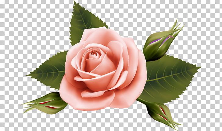Garden Roses Cabbage Rose Cut Flowers Floral Design PNG, Clipart, Bud, Cabbage Rose, Floristry, Flower, Flowering Plant Free PNG Download