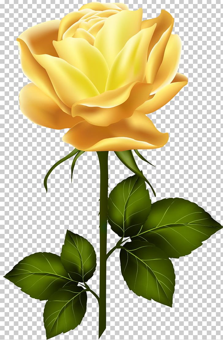 Garden Roses PNG, Clipart, Clipart, Computer Wallpaper, Cut Flowers, Digital Image, Floral Design Free PNG Download