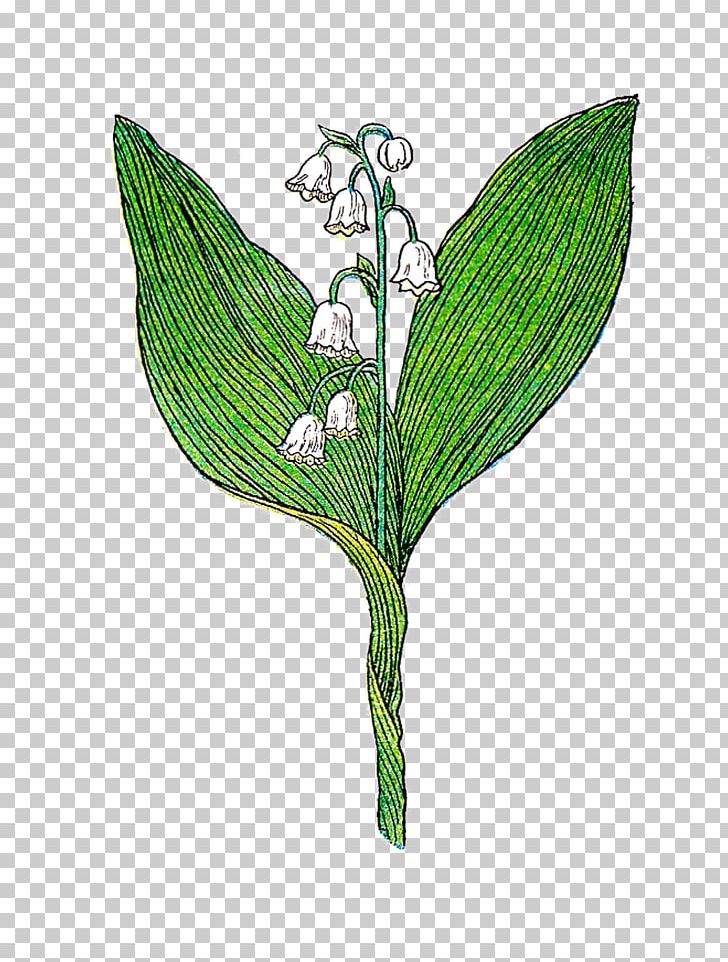 Lily Of The Valley Botanical Illustration Botany PNG, Clipart, Botanical Illustration, Botany, Drawing, Ephemera, Fictional Character Free PNG Download