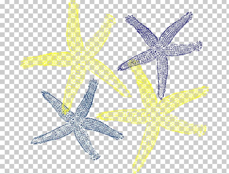 Portable Network Graphics Computer Icons Starfish PNG, Clipart, Computer Icons, Desktop Wallpaper, Download, Drawing, Echinoderm Free PNG Download