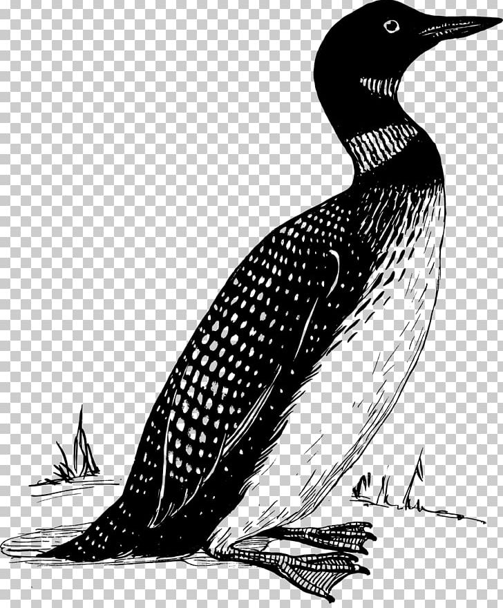 T-shirt Bird Common Loon PNG, Clipart, Autocad Dxf, Beak, Bird, Black And White, Clothing Free PNG Download