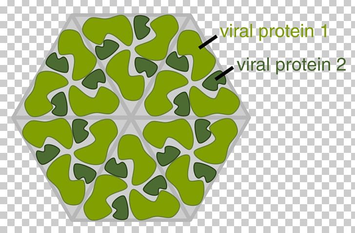 Virus Capsid Viral Protein Virion PNG, Clipart, Area, Capsid, Cartoon Of Ferocious Virus Cells, Cell, Dna Virus Free PNG Download