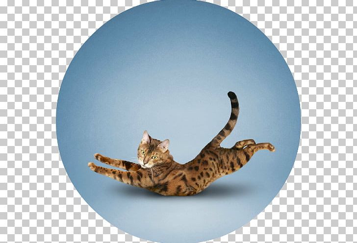 Yoga Cats: The Purrfect Workout Yoga Cats: The Purrfect Workout Felidae Exercise PNG, Clipart, Animal, Animals, Bengal, Carnivoran, Cat Like Mammal Free PNG Download