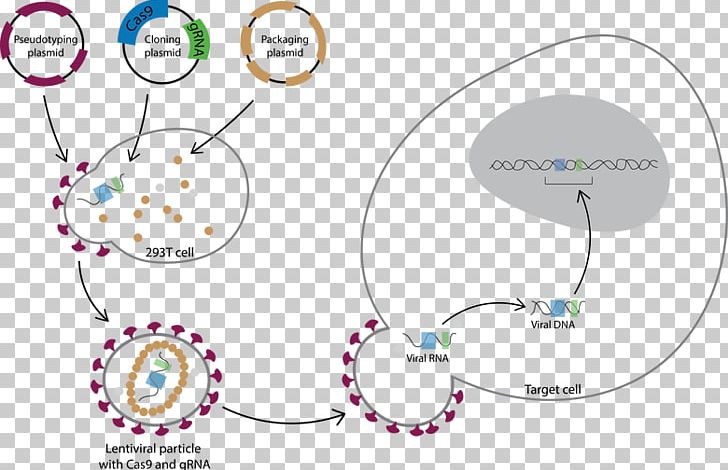 Lentivirus CRISPR Transduction Transfection Cas9 PNG, Clipart, Angle, Area, Art, Bench Press, Cas9 Free PNG Download