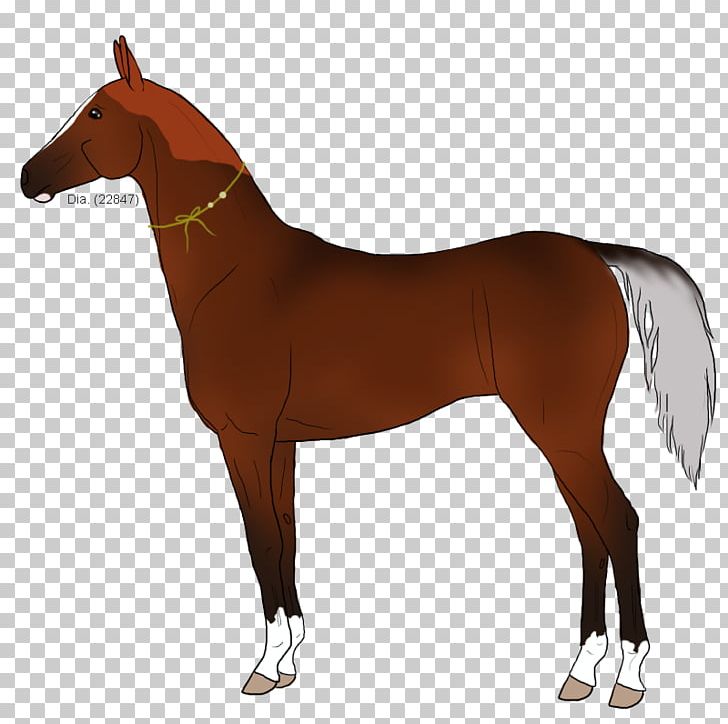 Mustang Foal Stallion Halter Mare PNG, Clipart, Bridle, Colt, Foal, Halter, Horse Free PNG Download