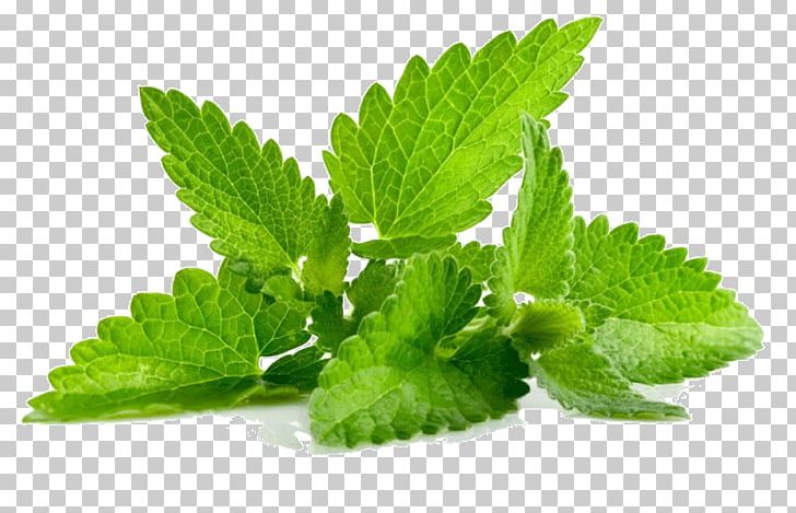 Peppermint Candy Cane Mentha Spicata Herb PNG, Clipart, Candy Cane, Essential Oil, Flavor, Herb, Herbal Free PNG Download