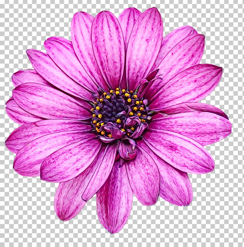 Rose PNG, Clipart, African Daisies, Annual Plant, Argyranthemum, Aster, Chrysanthemum Free PNG Download