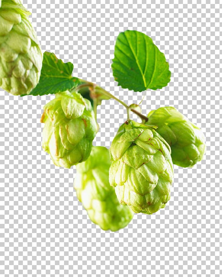 Beer Common Hop Hops PNG, Clipart, Alcoholic Drink, Beer, Branch, Budweiser, Common Hop Free PNG Download