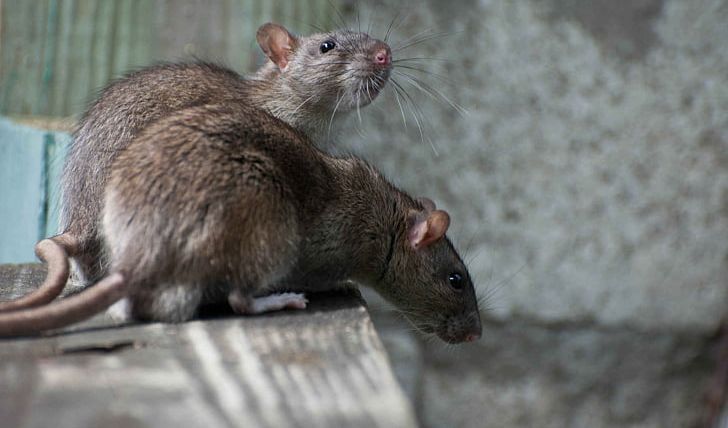 Brown Rat Rats In New York City Black Rat Rodent PNG, Clipart, Animals, Black Rat, Brown Rat, City, Contrapest Free PNG Download