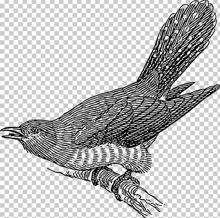 Common Cuckoo Bird PNG, Clipart, Beak, Bird, Bird Of Prey, Black And White, Common Cuckoo Free PNG Download