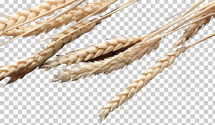Emmer Rice Oryza Sativa PNG, Clipart, Brown Rice, Cereal, Cereal Germ, Commodity, Dinkel Wheat Free PNG Download