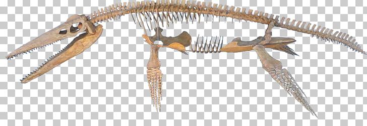 Beak Animal PNG, Clipart, Animal, Animal Figure, Beak, Elasmosaurus, Feather Free PNG Download