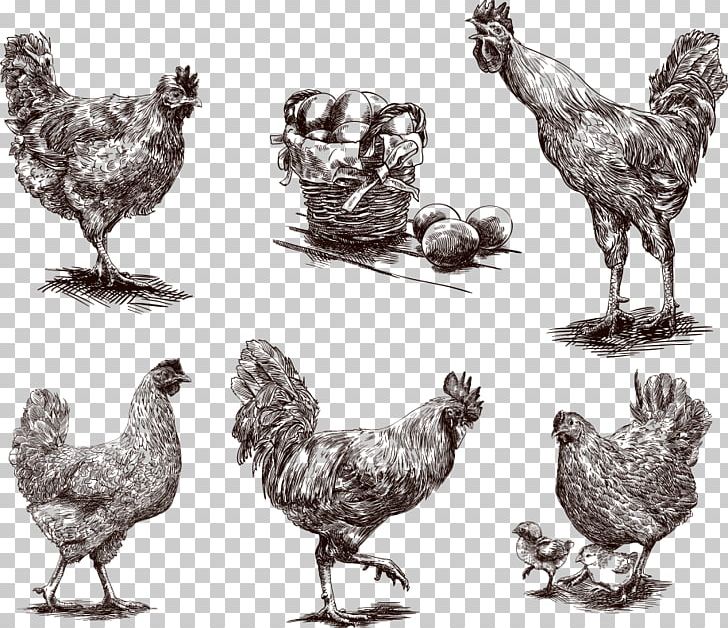 Chicken Photography Egg Illustration PNG, Clipart, Animals, Bird, Cartoon Animals, Chicken Vector, Chicken Wings Free PNG Download