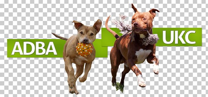 Dog Breed American Pit Bull Terrier American Staffordshire Terrier Staffordshire Bull Terrier PNG, Clipart, American Dog Breeders Association, American Pit Bull Terrier, Animal Sports, Breed Standard, Bull Terrier Free PNG Download