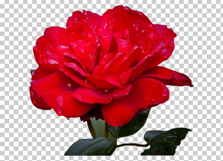 Garden Roses Cabbage Rose Floribunda Cut Flowers PNG, Clipart, Annual Plant, Blume, Camellia, Carnation, China Rose Free PNG Download