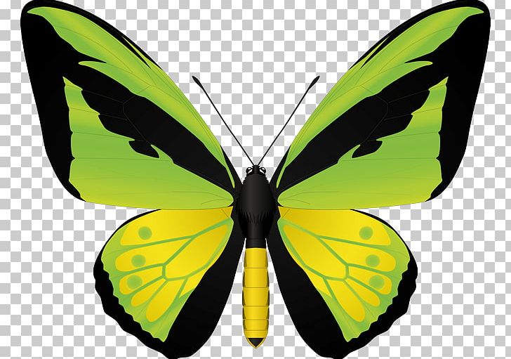 Insect Birdwing Swallowtail Butterfly Stock Illustration PNG, Clipart, Animals, Arthropod, Birdwing, Brush Footed Butterfly, Butterflies Free PNG Download