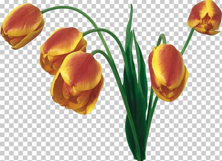 Display Resolution Tulip Cut Flowers Desktop Flower Bouquet PNG, Clipart, 1080p, Bud, Cicek Resimleri, Computer, Cut Flowers Free PNG Download