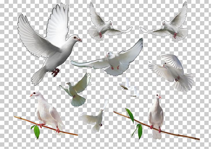 Homing Pigeon Rock Dove Columbidae Bird PNG, Clipart, Animals, Beak, Charadriiformes, Columba, Doves As Symbols Free PNG Download
