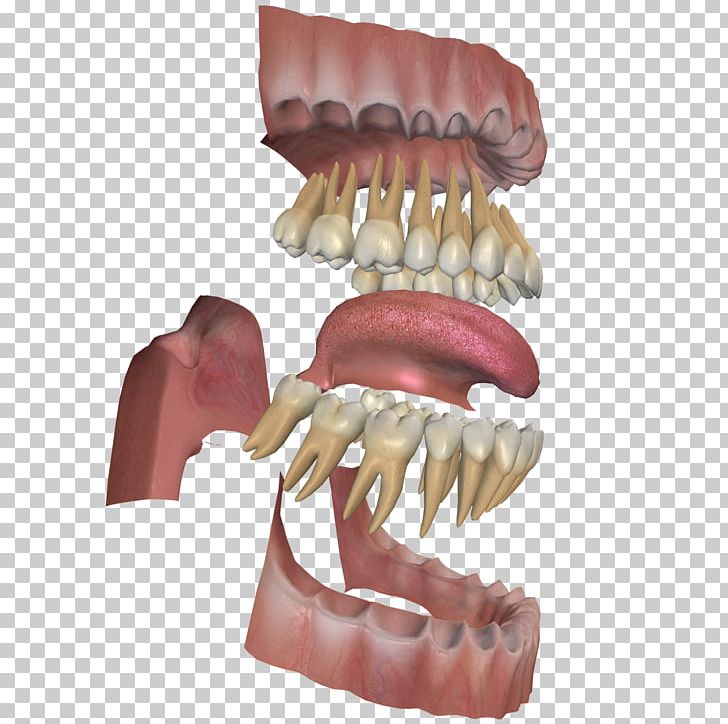 Human Tooth Gums Dental Anatomy Jaw PNG, Clipart, Anatomy, Dental Anatomy, Dentistry, Dentition, Dentures Free PNG Download