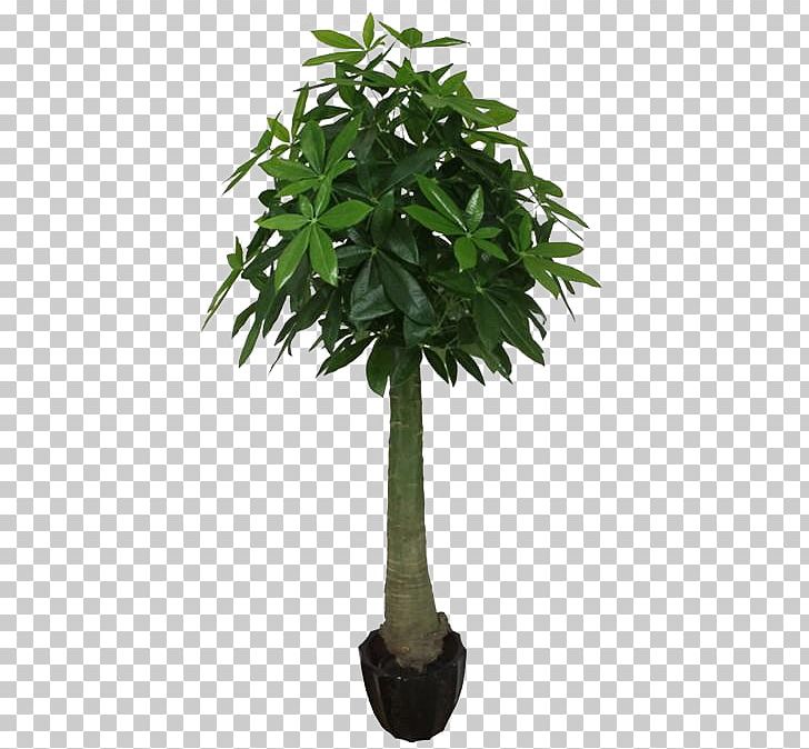 Tree Guiana Chestnut Arecaceae Trachycarpus Fortunei Plant PNG, Clipart, Arecaceae, Areca Palm, Autumn Tree, Christmas Tree, Family Tree Free PNG Download