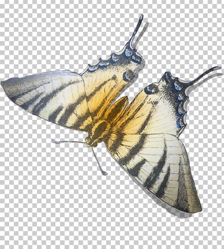 Butterfly Insect Moth Pollinator Nymphalidae PNG, Clipart, Animal, Arthropod, Bombycidae, Brush Footed Butterfly, Butterflies And Moths Free PNG Download