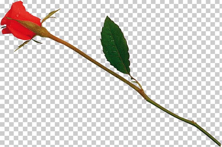 Twig Bud Plant Stem Leaf PNG, Clipart, Art, Branch, Branching, Bud, Family Free PNG Download