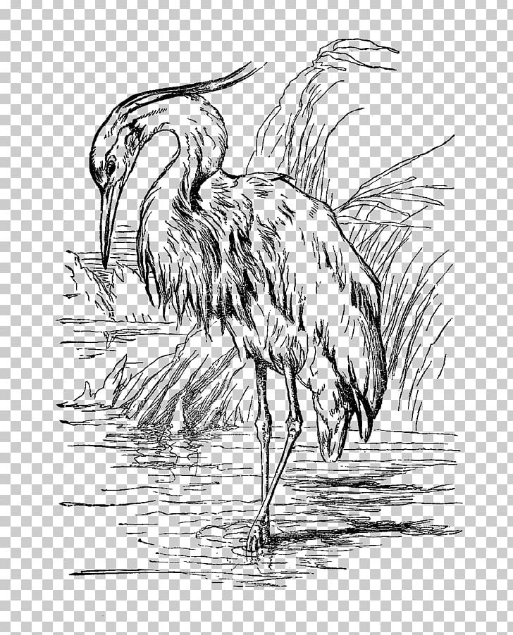 Bird Great Blue Heron Drawing Egret PNG, Clipart, Animal, Beak, Bir, Black And White, Ciconiiformes Free PNG Download