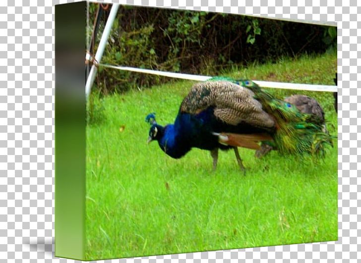 Bird Phasianidae Peafowl Fauna Wildlife PNG, Clipart, Animals, Beak, Bird, Fauna, Galliformes Free PNG Download