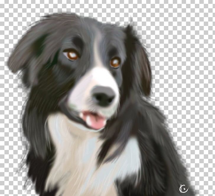 Border Collie English Shepherd Rough Collie Dog Breed Companion Dog PNG, Clipart, Border Collie, Breed, Carnivoran, Cat, Companion Dog Free PNG Download